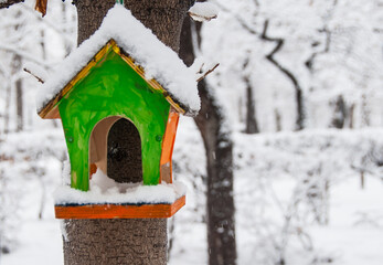 Bright green bird feeder on the tree. Snow in the park. Winter