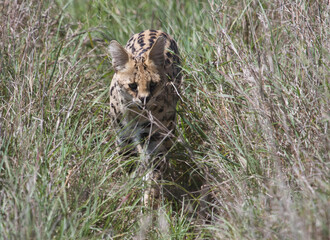 cheetah in the grass