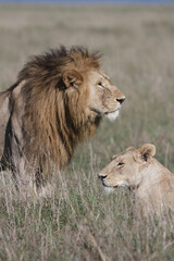 Naklejka na ściany i meble african lion cub