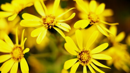 beautiful blooming yellow flowers in garden