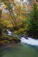 清らかな水が流れる日本の川