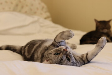 遊びに夢中な猫アメリカンショートヘアシルバータビー
American shorthair cats crazy about playing.