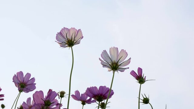 Ant eyes view Cosmos Flowers in nature