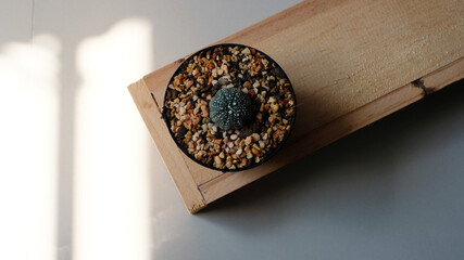 cactus on white background. flat lay, top view.