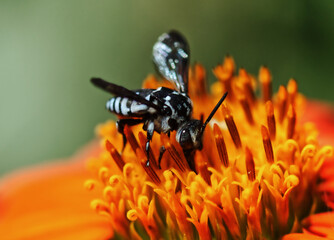 Collecting nectar..