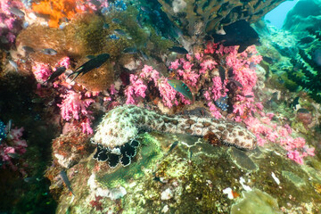 Marbled sea cucumber