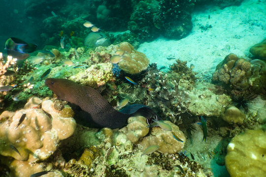 Moray Eel Swimming