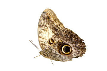 Closeup of an owl butterfly isolated on white background