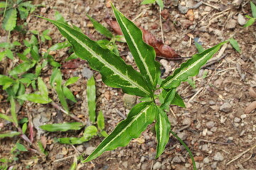 grass in the field