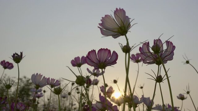 Cosmos Flowers feild at Sunset