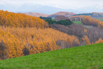 １１月美瑛カラマツ紅葉風景