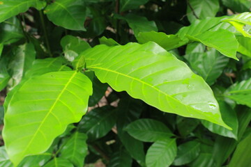 close up of green leaves