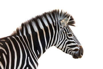Close-up van een zebra geïsoleerd op een witte achtergrond