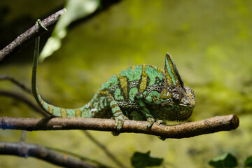 Closeup focus shot of a beautiful chameleon