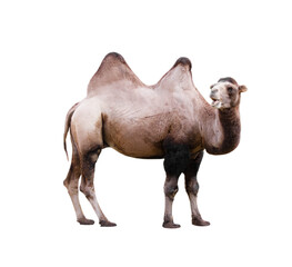 Isolated shot of Bactrian camel (Camelus bactrianus) on white background