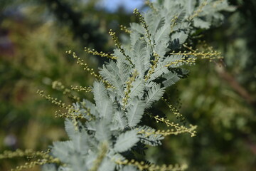 Acacia baileyana leaves / Fabaceae evergreen tree