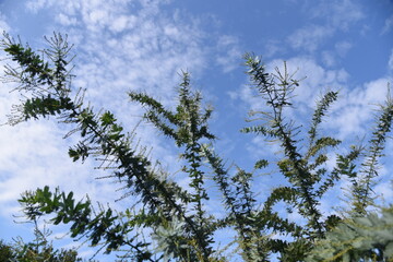Acacia baileyana leaves / Fabaceae evergreen tree