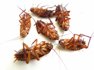 Macro shot of cockroaches on a white surface
