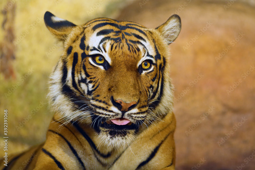 Sticker The Malayan tiger (Panthera tigris jacksoni), Malayan harimau, portrait of an adult female with her tongue sticking out. Head of a rare tiger on a yellow background.