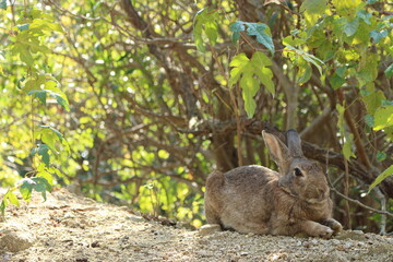瀬戸内海の大久野島の野生の兎