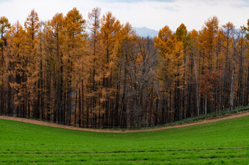 11月美瑛カラマツ紅葉グラデーション