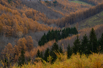 11月美瑛紅葉グラデーション