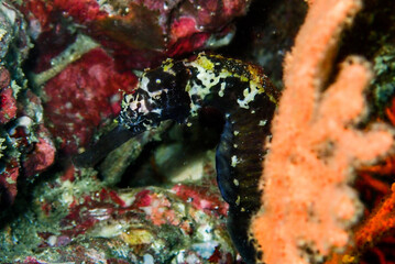 Black tigertail sea horse