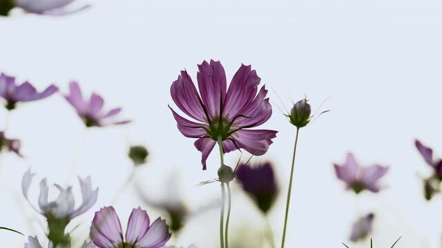 Ant eyse view Cosmos Flowers before sunset