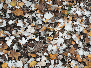 brown autumn leaves background