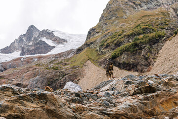 Portrait of dog in mountain. Hiking with a dog. Travel destination and eco tourism in mountain.