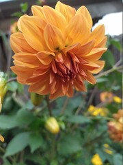orange dahlia flower