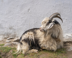 Pamir mountains long hair black and white billy goat in the Wakhan Corridor, Gorno-Badakshan,...