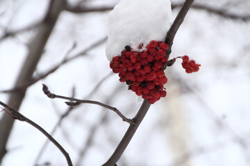 The first snow fell on the branches of the trees.