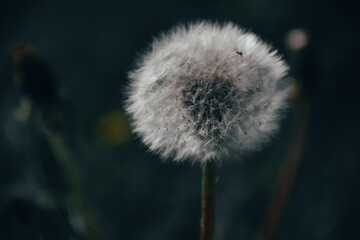 dandelion