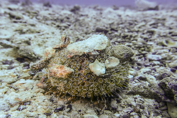 Poison claw sea urchin