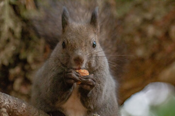 Obraz premium １１月初冬エゾリスお食事アップ