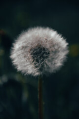 dandelion