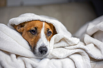 pensive Jack Russell Terrier hid under a white blanket thrown on top, comfort, horizontal,