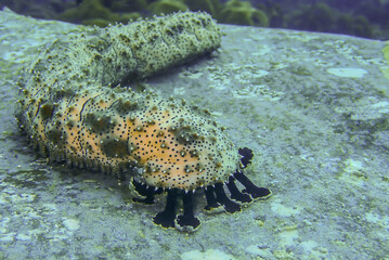 Marbled sea cucumber