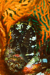 Black tigertail Sea horse