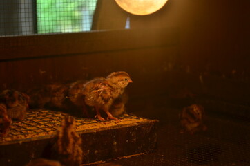 baby quail which is still several days old in a special cage