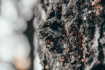 tree, tree bark