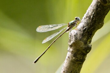 Libelle auf Ast