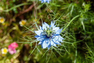 A Devil in the Bush (Nigella damascena) flower in bloom