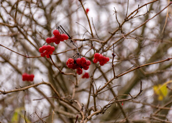 red autumn berry accents on the river bank, traditional river bank vegetation in autumn, various reeds and grasses on the river bank, bare trees, autumn