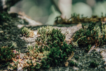 moss