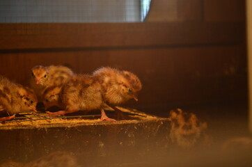 baby quail which is still several days old in a special cage