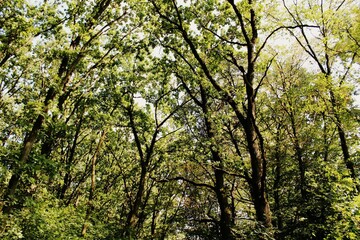 tree in the forest