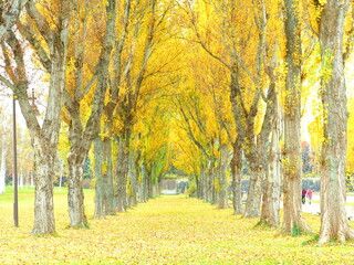 北海道の紅葉風景 秋の前田森林公園 ポプラ並木