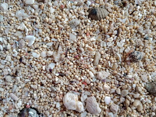 Seashells on beach sand close up
